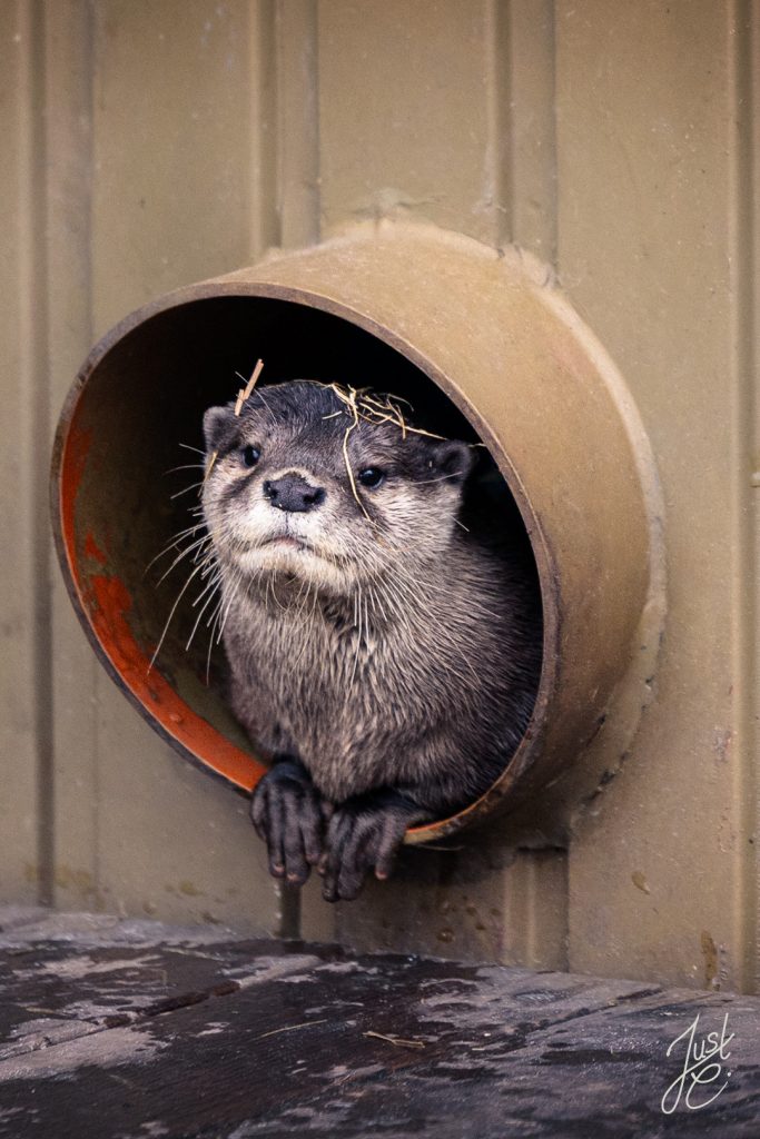 Ausdrucksstarke Tierfotografie von einem Otter der aus seinem Nest in Bremen schaut
