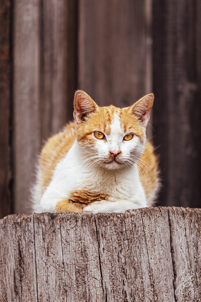 emotionale Katzenfotografie von einer Hofkatze bei einem Outdoorshooting in Niedersachsen