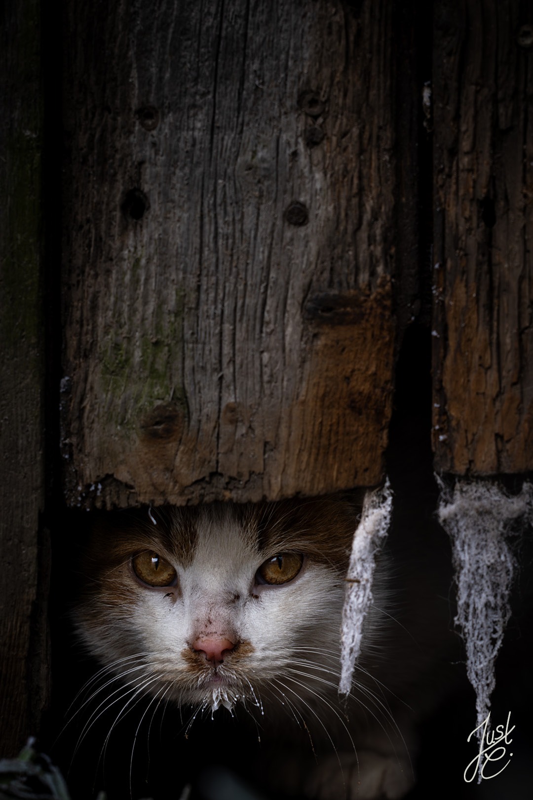 Enotionale Katzenfotografie von einer Hofkatze die neugierig aus einer Scheune schaut