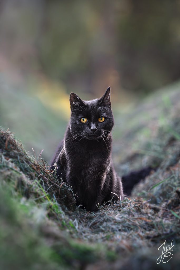 Charakterstarkes Katzenportrait von einer schwarzen Katze im Freien in Diepholz