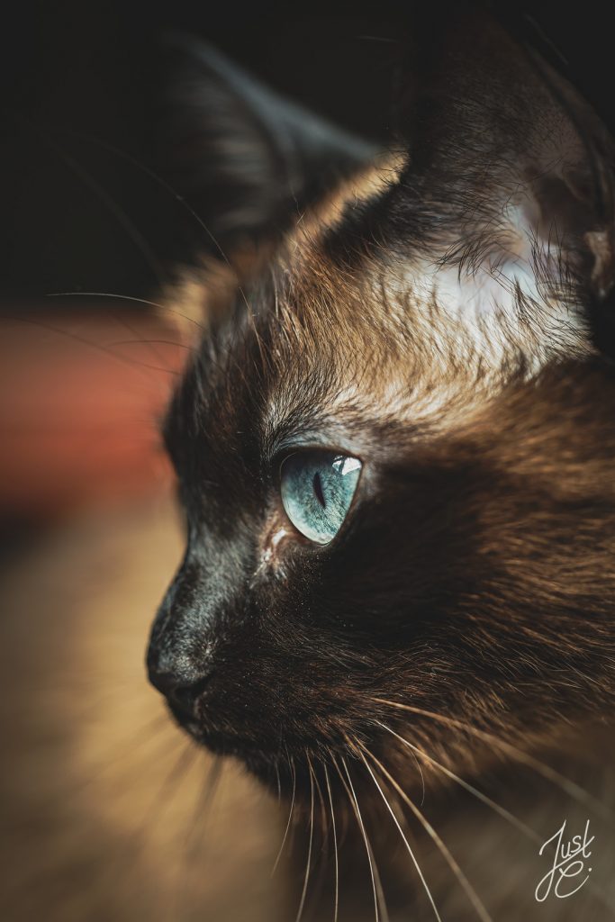 Gefühlvolle Katzenportrait von einer Siamkatze in einem Wohnzimmer bei einem Indoorshooting in Diepholz