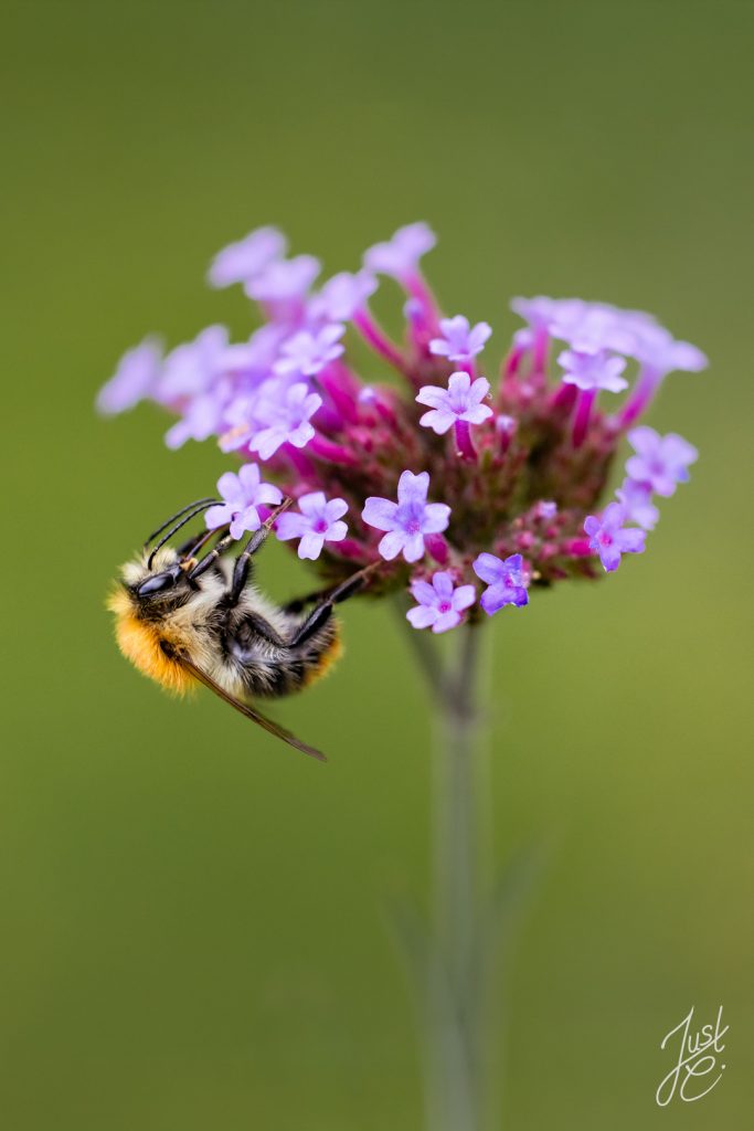 Farbenprächtiges Makro von einer Hummel an einer Blüte