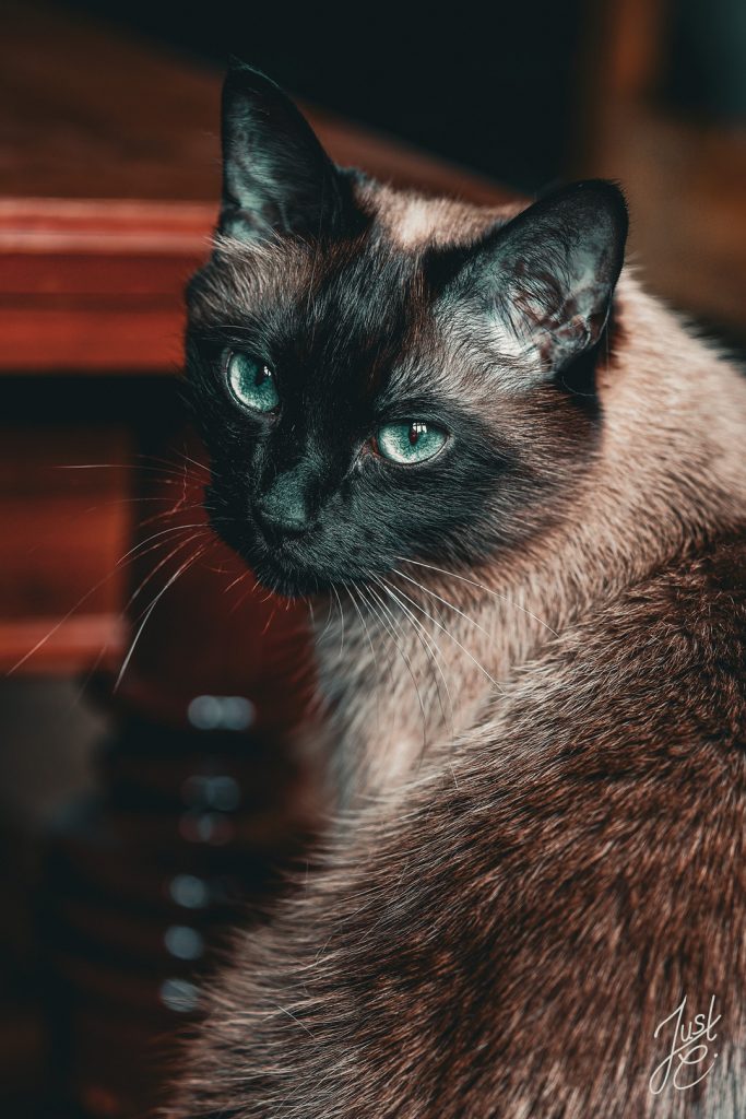 Gefühlvolle Katzenfotografie von einer Siamkatze in einem Wohnzimmer bei einem Indoorshooting in Diepholz