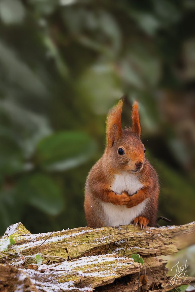 Stimmungsvolle Tierfotografie von einem Eichhörnchen das in einem Garten in Niedersachsen sitzt