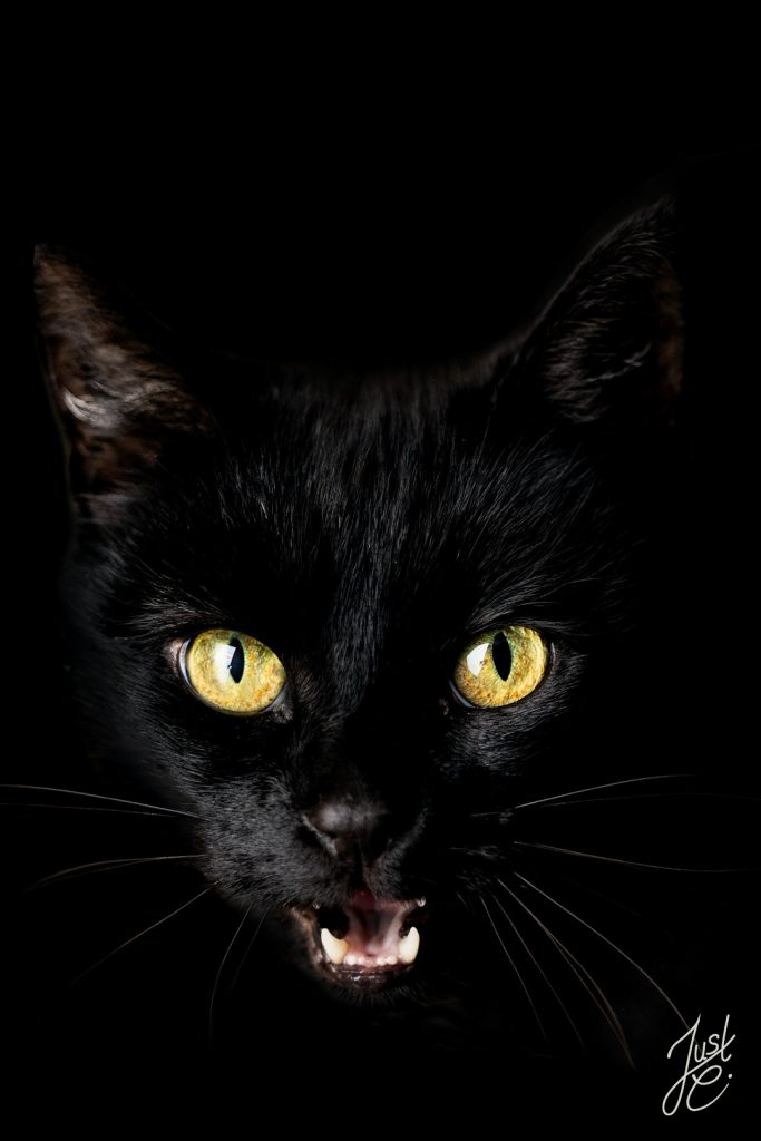 Charakterstarkes Tierportrait von einer Hauskatze bei einem Tiershooting in Norddeutschland entstanden