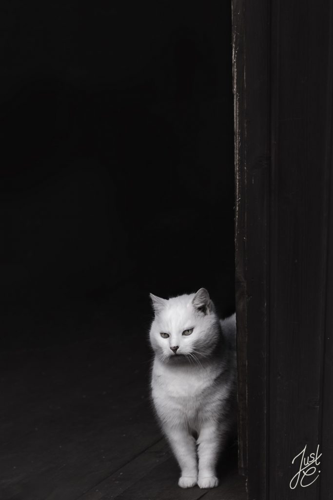 Katzenfotografie von einer weiße Hofkatze