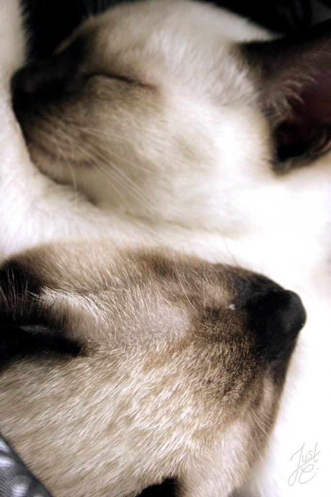gefühlvolles Katzenfoto als Detail von zwei Siamkatzen die innig schmusen
