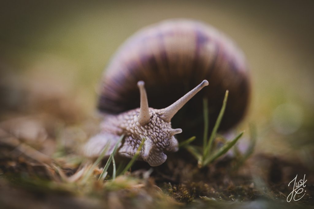 Detailierte Makroaufnahme von einer Weinbergschnecke