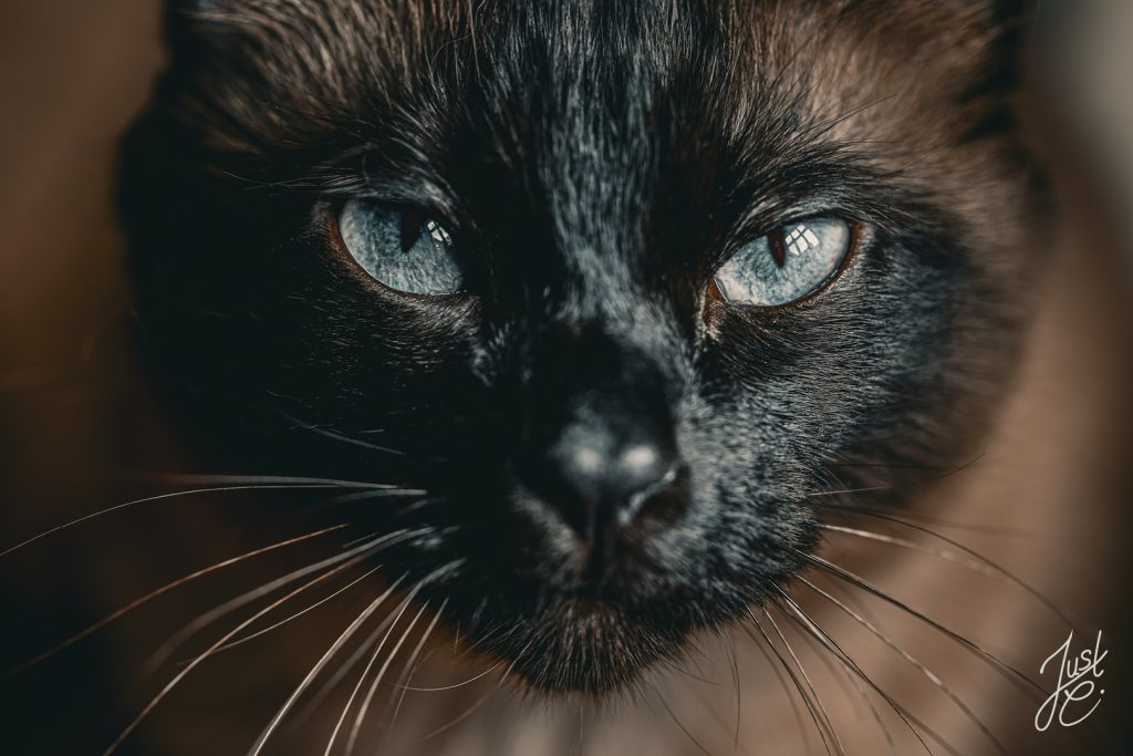 Ausdrucksstarke Nahaufnahme einer Siamkatze bei einem Indoorshooting in Niedersachsen