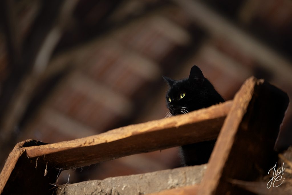 Katzenfotografie von einer schwarzen Hofkatze
