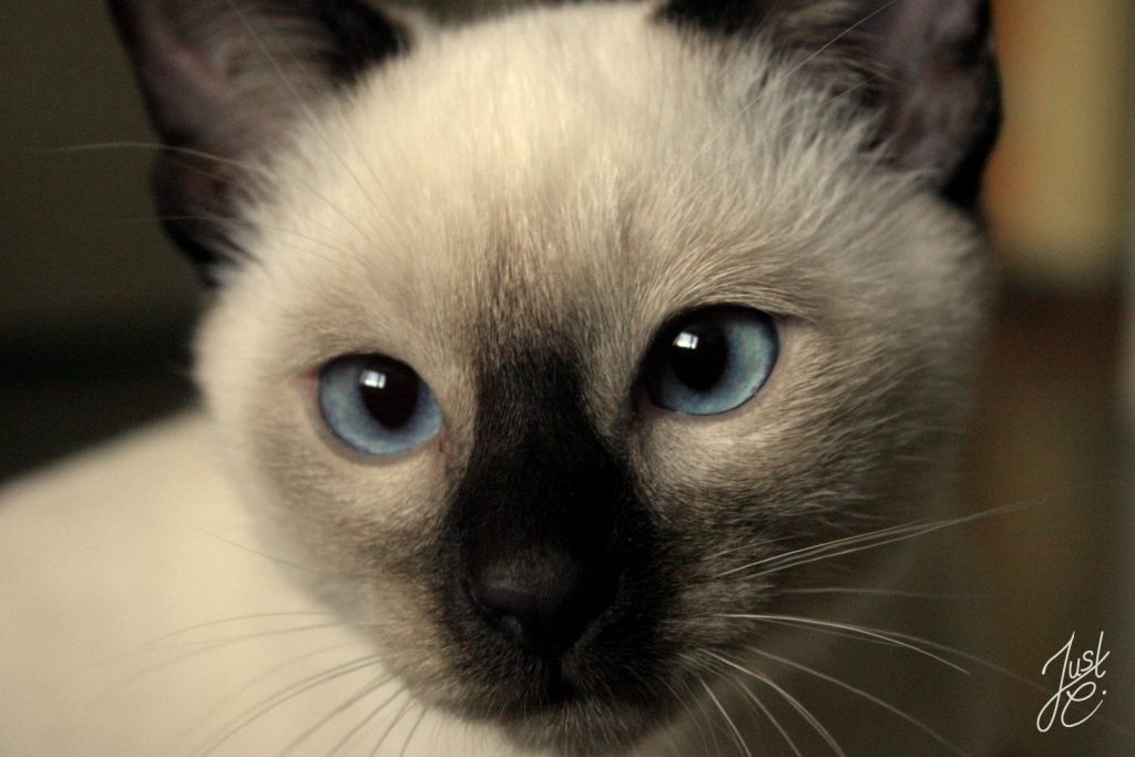 gefühlvolle Katzenfotografie von einer jungen Siamkatze bei einem Portraitshooting in Onsabrück
